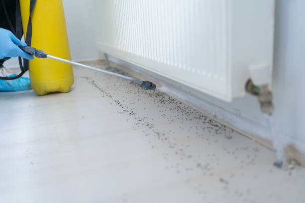 Best Spider Control Near Me  in Riverdale, GA